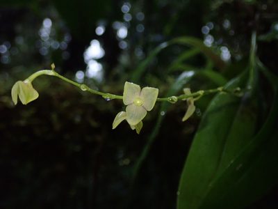 Stelis superbiens, photographed by Nolan Exe