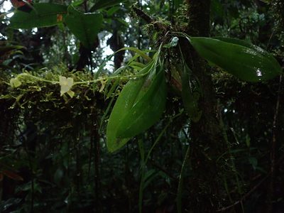 Stelis superbiens, photographed by Nolan Exe