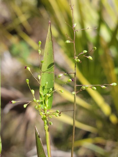 Dichanthelium webberianum, photographed by Jay Horn