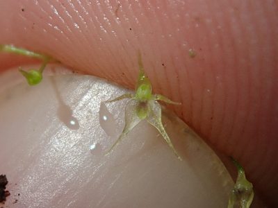 Platystele pamelae, photographed by Nolan Exe