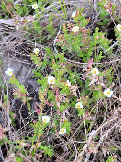 Gratiola ramosa, photographed by Jay Horn