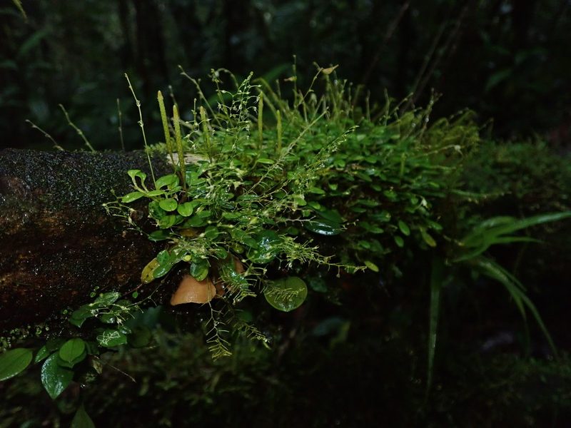 Platystele pamelae, photographed by Nolan Exe