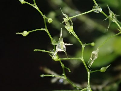Platystele pamelae, photographed by Nolan Exe