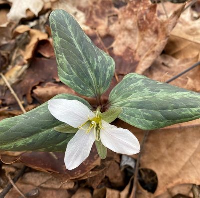 Trillium nivale, photographed by Sandra Keller