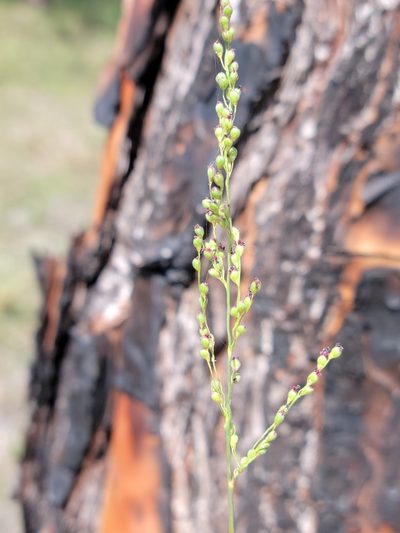 Dichanthelium neuranthum, photographed by Jay Horn