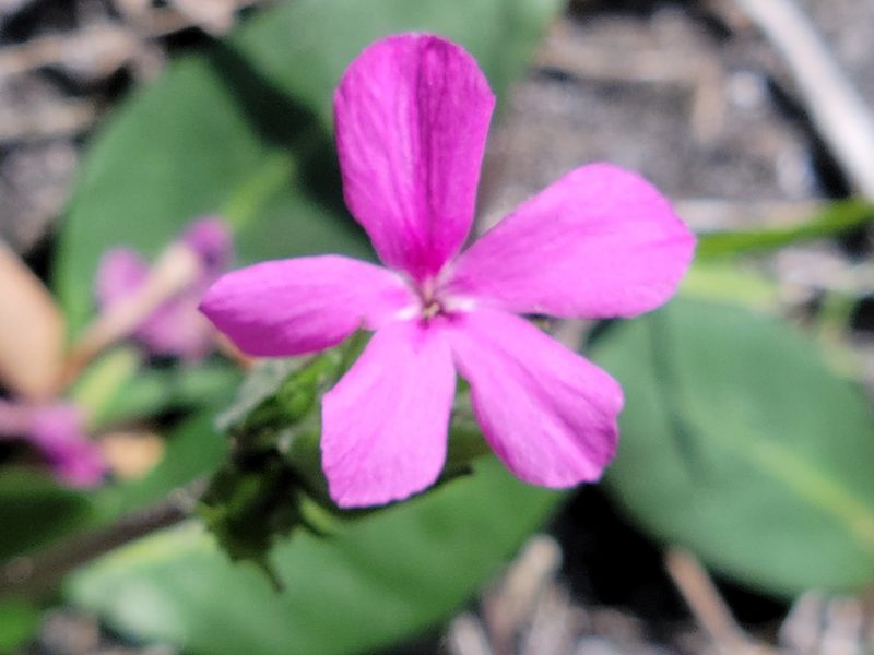 Stenandrium dulce, photographed by Jay Horn