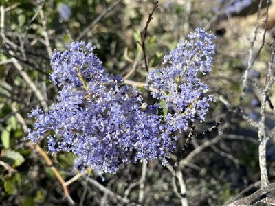 Ceanothus leucodermis, photographed by Ingo Renner