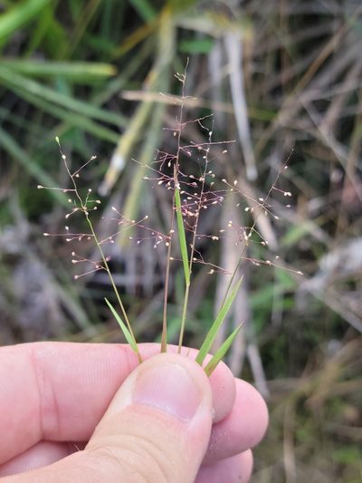 Dichanthelium chamaelonche, photographed by Jay Horn