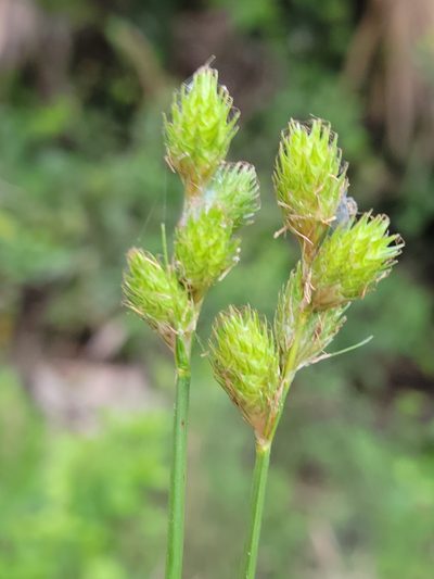 Carex vexans, photographed by Jay Horn
