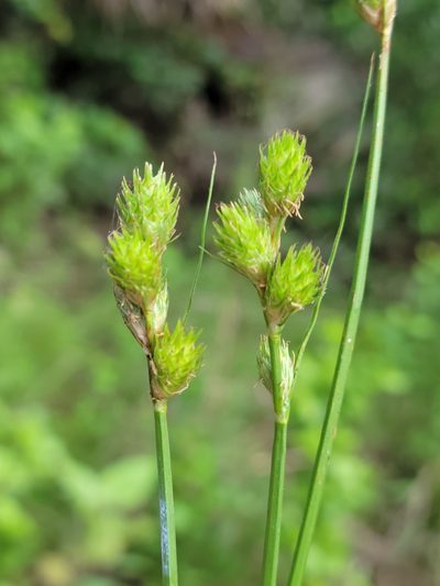 Carex vexans, photographed by Jay Horn