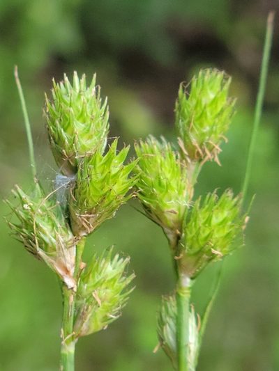 Carex vexans, photographed by Jay Horn