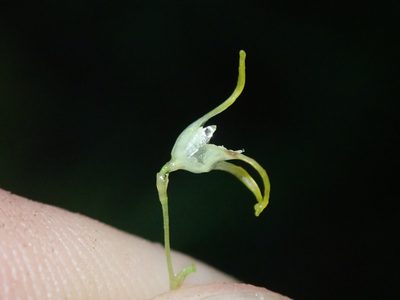 Specklinia morganii, photographed by Nolan Exe