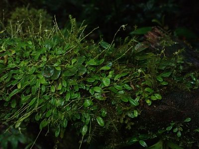 Specklinia morganii, photographed by Nolan Exe
