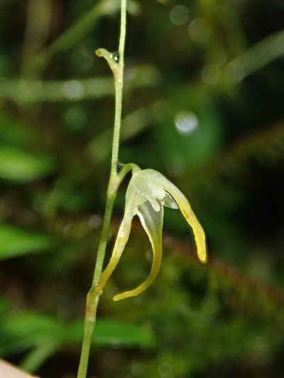 Specklinia morganii, photographed by Nolan Exe