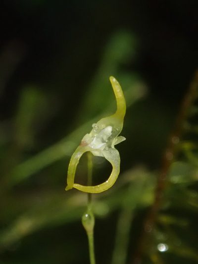 Specklinia morganii, photographed by Nolan Exe