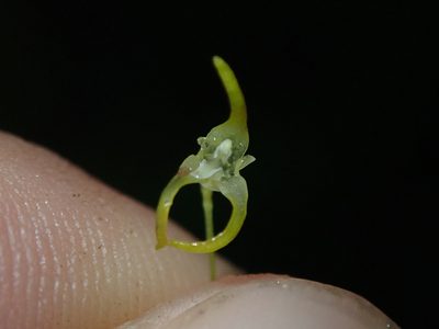 Specklinia morganii, photographed by Nolan Exe