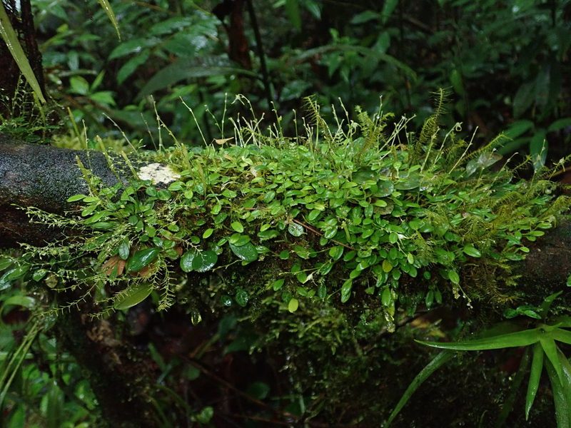Specklinia morganii, photographed by Nolan Exe