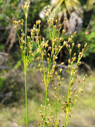 Juncus biflorus, photographed by Jay Horn