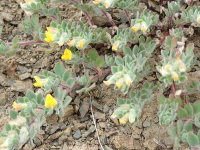Acmispon brachycarpus, photographed by Will Cornwell