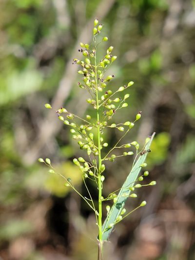 Dichanthelium caerulescens, photographed by Jay Horn