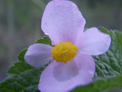 Begonia fischeri, photographed by Carlos Henrique Russi