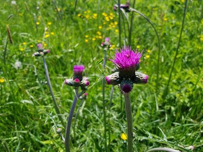 Cirsium rivulare, photographed by Tomas Pocius