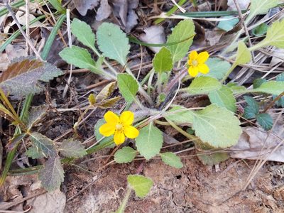 Chrysogonum repens, photographed by Leila Dasher