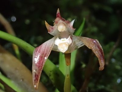 Maxillaria argyrophylla, photographed by Nolan Exe
