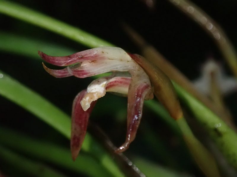 Maxillaria argyrophylla, photographed by Nolan Exe