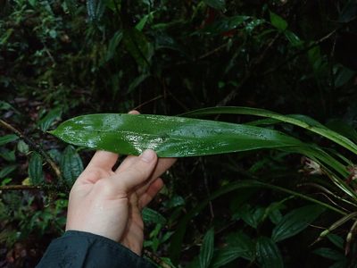 Maxillaria argyrophylla, photographed by Nolan Exe