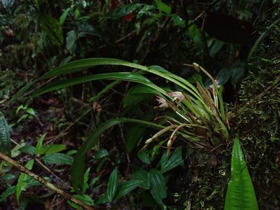 Maxillaria argyrophylla, photographed by Nolan Exe