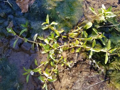 Gratiola virginiana, photographed by Leila Dasher