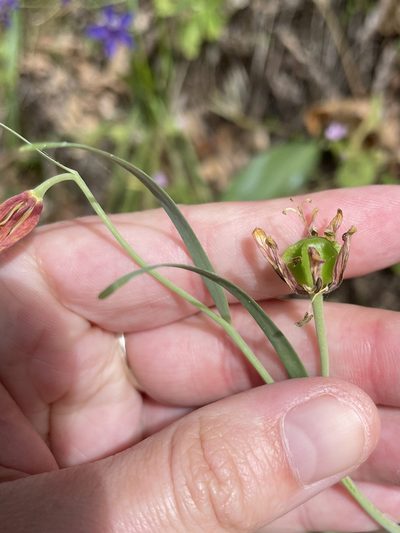 Fritillaria micrantha, photographed by Amelia Tauber
