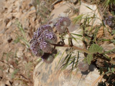 Phacelia hubbyi, photographed by George Williams