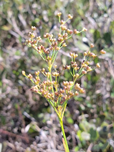 Juncus biflorus, photographed by Jay Horn
