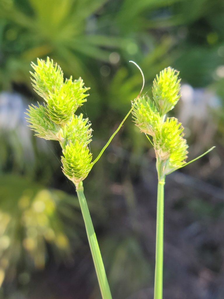 Carex vexans, photographed by Jay Horn