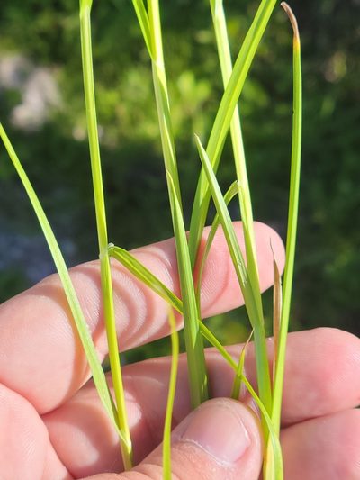 Carex vexans, photographed by Jay Horn