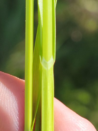 Carex vexans, photographed by Jay Horn