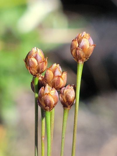 Xyris brevifolia, photographed by Jay Horn