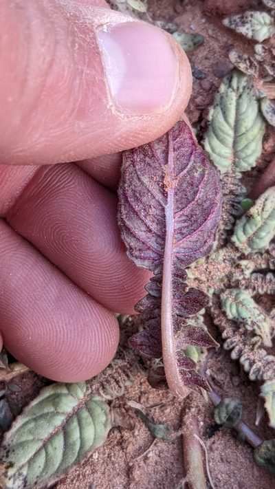Chylismia walkeri, photographed by Darrin Gobble