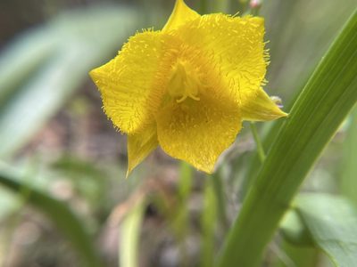 Calochortus monophyllus, photographed by Amelia Tauber