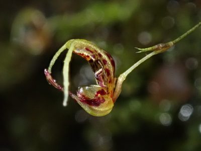 Scaphosepalum beluosum, photographed by Nolan Exe