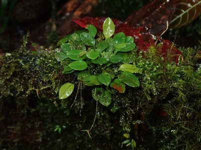 Scaphosepalum beluosum, photographed by Nolan Exe