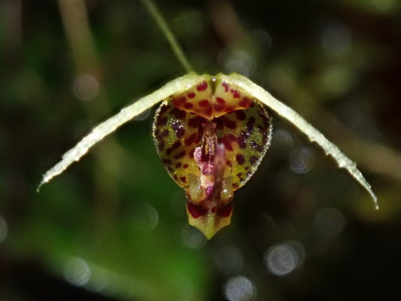 Scaphosepalum beluosum, photographed by Nolan Exe