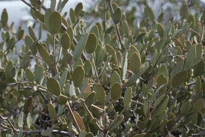 Simmondsia chinensis, photographed by Madeleine Claire