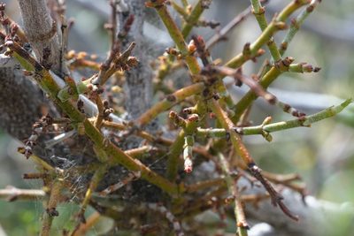 Phoradendron californicum, photographed by Madeleine Claire