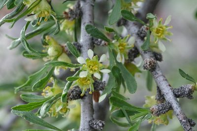 Prunus fasciculata, photographed by Madeleine Claire