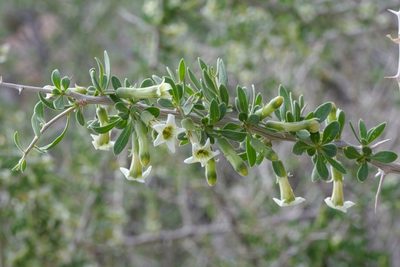 Lycium cooperi, photographed by Madeleine Claire