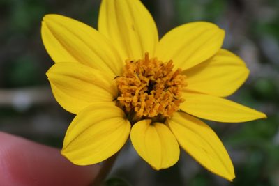 Bahiopsis parishii, photographed by Madeleine Claire