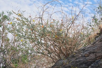 Acmispon rigidus